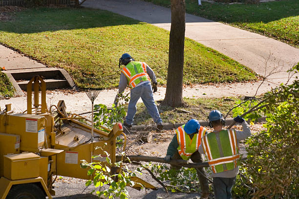 Best Tree Trimming Near Me  in Morrilton, AR